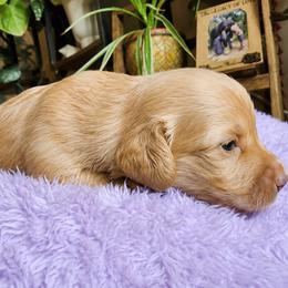 Cream boy 2 - Cream male Dachshund puppy in Port Orchard, Washington from Haus of Wiener Schnitzel