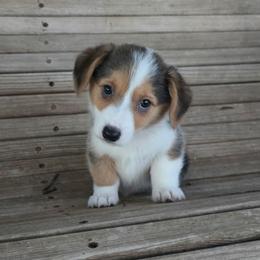 Lena - Black and tan female Pembroke Welsh Corgi puppy in Anton, Texas from X Bar's Lil Legs of Texas
