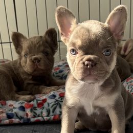 French Bulldogs from Your Utah Frenchie