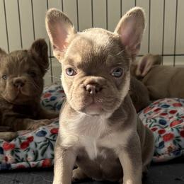 French Bulldogs from Your Utah Frenchie