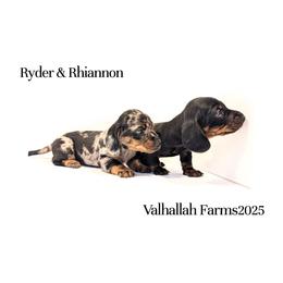 Ryder - Fawn (Isabella) male Dachshund puppy in Ravenna, Ohio from Valhallah Farms
