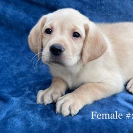Second born - Yellow female Labrador Retriever puppy in Antwerp, Ohio from Clark’s Loyal Labradors