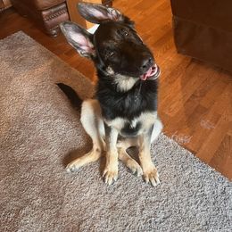 German Shepherd Puppies from Sandy’s Shepherds