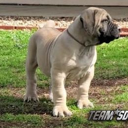 Boerboel Puppies from Team SD Boerboels