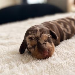 Angie - Dapple female Dachshund puppy in Hialeah, Florida from Slinky Doxie 305
