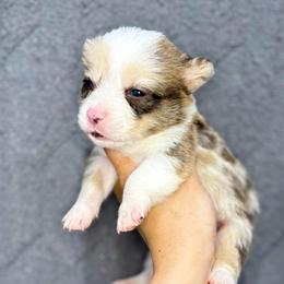 Red Merle Boy - male American Corgi puppy in Moreno Valley, California from Corgi Dobie Co.
