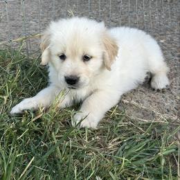 Sadie - Light golden female Golden Retriever puppy in Amarillo, Texas from Bluebonnet Goldens
