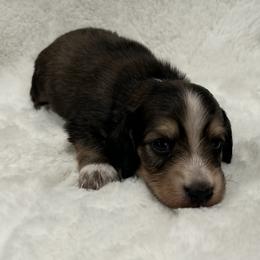 Max - Cream male Dachshund puppy in Charleston, Illinois from Gooddach’s Dachshunds