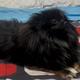 Cleo
