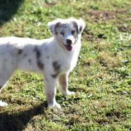 Australian Shepherd and Miniature Australian Shepherd Puppies from Gleiming Stars Aussie
