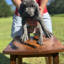 Weimaraner Puppies from Georgia Line Weimaraners