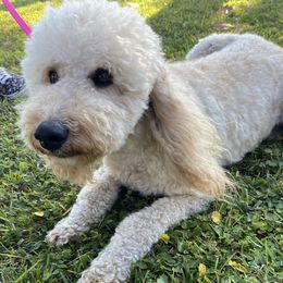 Aussiedoodles, Goldendoodles, and Poodles from North Florida Poodles and Doodles