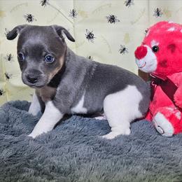 Carnage - Blue white and tan male Rat Terrier puppy in Lynn, Alabama from Cryptic Rat Terriers