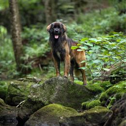 Corvus - Leonberger