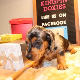 Dachshund Puppies from Kingpin Doxies