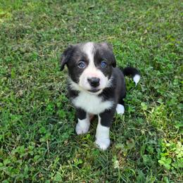 Stout - Black and white male Border Collie puppy in Gaffney, South Carolina from On the Lamb