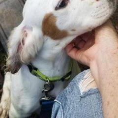 English Setters from B&W Kennels