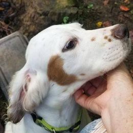 English Setters from B&W Kennels