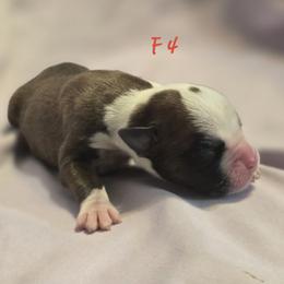 Female 4 - Fawn female Boxer puppy in Leland, North Carolina from Ocean Breeze Boxers