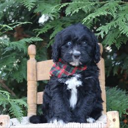 Sleepy - Black phantom male Aussiedoodle puppy in Lexington, Alabama from Johnson’s Highland Pride Aussiedoodles