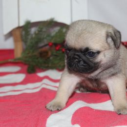 Diana - Fawn female Pug puppy in Tuscola, Illinois from Dream on puppies