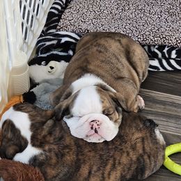 Bulldog Puppies from Magill's Bulldogs