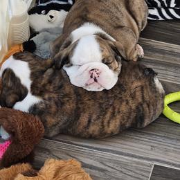 Bulldog Puppies from Magill's Bulldogs