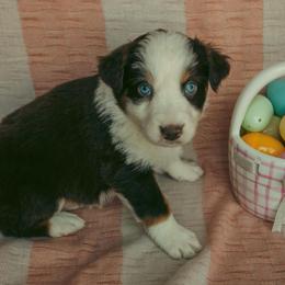 Arrow - Red tri-color male Australian Shepherd puppy in Cotati, California from Tried and True Aussies