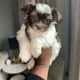 Kingston - Chocolate, tan and white male Yorkshire Terrier puppy in Lynwood, Illinois from SaintNicksWay