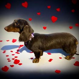 Cocoa - Dachshund