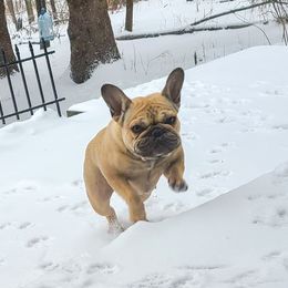 French Bulldog Puppies from PHP's Starbulls