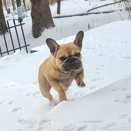 French Bulldog Puppies from PHP's Starbulls