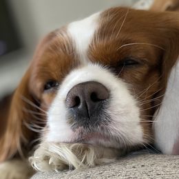 Charlie - Cavalier King Charles Spaniel