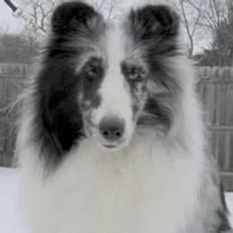 Sprite - Shetland Sheepdog