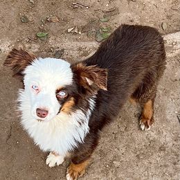 Scarlett - Toy Australian Shepherd