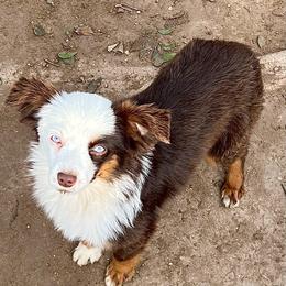Scarlett - Toy Australian Shepherd