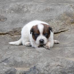 Baron von Steuben - Red mottled male Australian Cattle Dog puppy in Buffalo Valley, Tennessee from Buffalo Valley Breeders