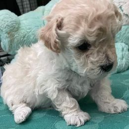 Aussiedoodle, Poodle, and Toy Australian Shepherd Puppies from Heartland Ranch