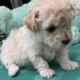 Aussiedoodle, Poodle, and Toy Australian Shepherd Puppies from Heartland Ranch