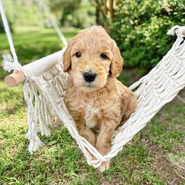 Rubble - Cream male Goldendoodle puppy in Montgomery, Texas from Dacus Doodles