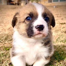 Pembroke Welsh Corgi Puppies from Diamond G Corgis