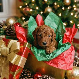 Girl 5 - Red  female Poodle puppy in Mc Henry, Illinois from Sunset Maple Poodles