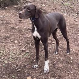 Hiccup - Pointer