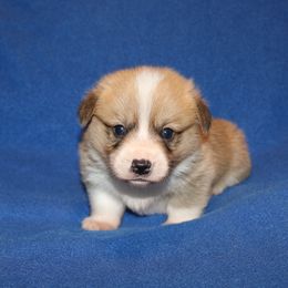 RM2 - Red male Pembroke Welsh Corgi puppy in Texas from Wild West Corgis of Texas