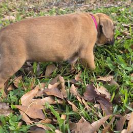 Miss Rose - Fawn female Boxer puppy in Prairieville, Louisiana from Puppy Patch