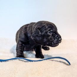 Hoosker Doo - male Patterdale Terrier puppy in Yucaipa, California from Moormont Kennels