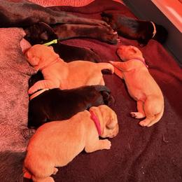 Blue Collar - Black female Labrador Retriever puppy in Manchester, Maryland from TMK Labradors