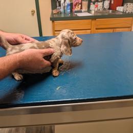 Dachshund Puppies from Wilson's Kennels