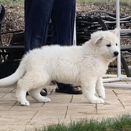 German Shepherd and White Shepherd Puppies from Scenic Creek German Shepherds