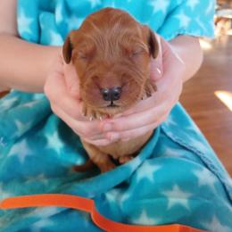 Orange - Dark golden male Golden Retriever puppy in Lanesboro, Minnesota from Eagle Ridge Golden Retrievers